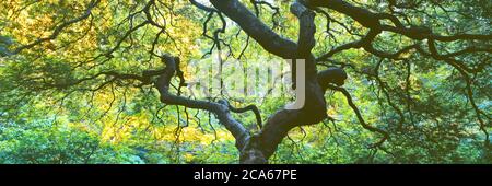 Primo piano di Japanese Maple Branches, Portland Japanese Garden, Washington Park, Portland, Oregon, USA Foto Stock