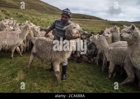 Un uomo peruviano trattiene un alpaca in preparazione di un controllo di salute. Foto Stock