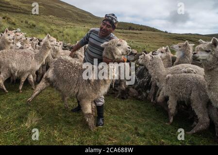 Un uomo peruviano trattiene un alpaca in preparazione di un controllo di salute. Foto Stock