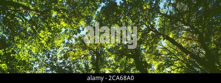 Vista ad angolo basso del ramo dell'albero, Hoyt Arboretum, Washington Park, Portland, Oregon, Stati Uniti Foto Stock