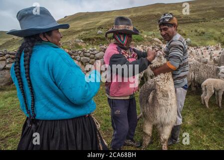 Gli uomini di Quechua nel Perù meridionale si occupano di una mandria di Alpaca, somministrando una dose orale di medicinale per mantenerli sani. Foto Stock