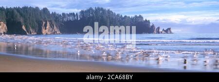 Gabbiani sulla spiaggia, Second Beach, Olympic National Park, Washington, USA Foto Stock