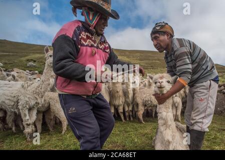 Gli uomini di Quechua nel Perù meridionale si occupano di una mandria di Alpaca, somministrando una dose orale di medicinale per mantenerli sani. Foto Stock