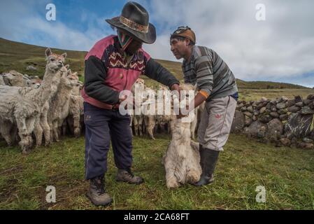 Gli uomini di Quechua nel Perù meridionale si occupano di una mandria di Alpaca, somministrando una dose orale di medicinale per mantenerli sani. Foto Stock