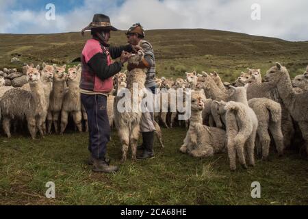 Gli uomini di Quechua nel Perù meridionale si occupano di una mandria di Alpaca, somministrando una dose orale di medicinale per mantenerli sani. Foto Stock