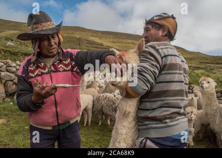 Gli uomini di Quechua nel Perù meridionale si occupano di una mandria di Alpaca, somministrando una dose orale di medicinale per mantenerli sani. Foto Stock