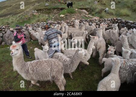 Allevamento di alpaca in una comunità peruviana nelle Ande, preparandoli per un controllo di salute. Foto Stock