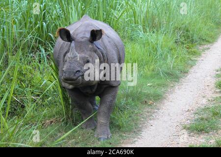 Rinoceronte grigio indiano con orecchie soffici mangiare erba in un parco nazionale in Nepal Foto Stock