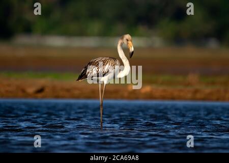 Maggiore Flamingo Juvenile Foto Stock
