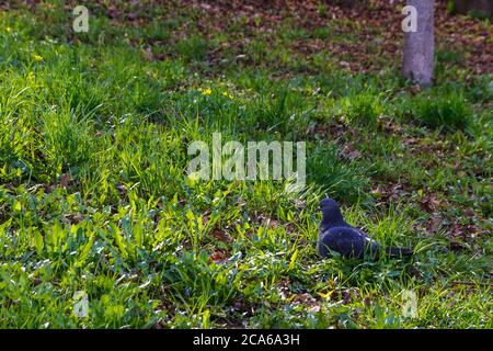 Colomba su erba verde nel parco cittadino Foto Stock