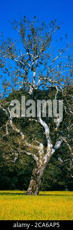 Sycamore Tree, Cambria, California, Stati Uniti Foto Stock