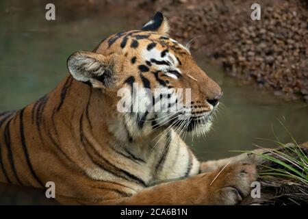 Tiger rilassante all'interno di una fonte d'acqua nel selvaggio Foto Stock