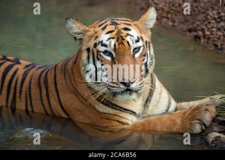 Tiger rilassarsi in un buco d'acqua nel selvaggio Foto Stock