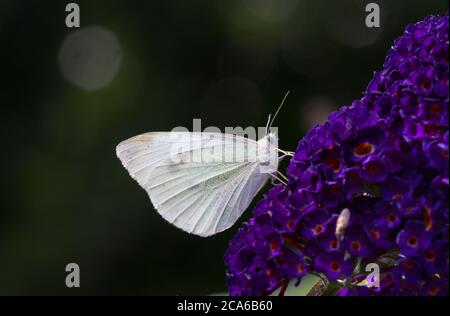 Piccola farfalla bianca con occhi blu, una piccola bianca, sul fiore del lilla estivo Foto Stock