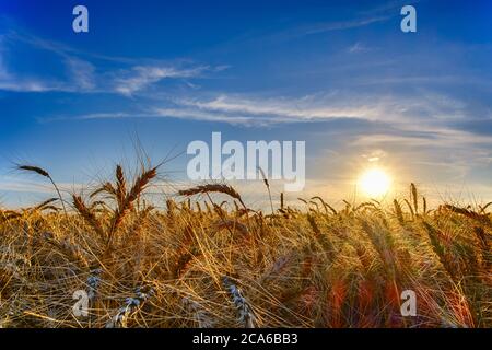 orecchie di grano mature in serata sul campo al sole, nuvole e cielo blu, lente flare Foto Stock