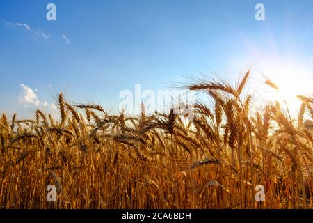 orecchie di grano mature d'oro in serata sul campo al sole, nuvole e cielo blu Foto Stock