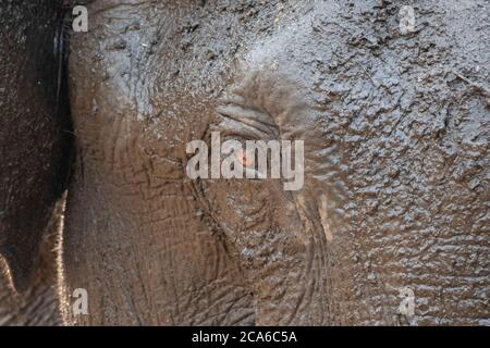 Occhi di fango socked elefante asiatico nel selvaggio Foto Stock