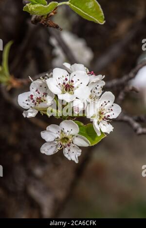 Fiore galleria Pear (Pyrus calleryana 'Cambridge') Foto Stock