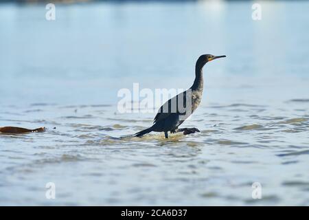 Capo cormorano nel fiume Veldddriff, capo occidentale Foto Stock