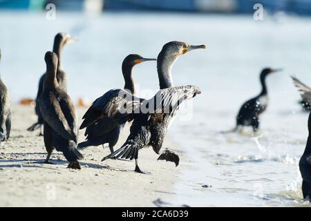 Capo cormorano nel fiume Veldddriff, capo occidentale Foto Stock