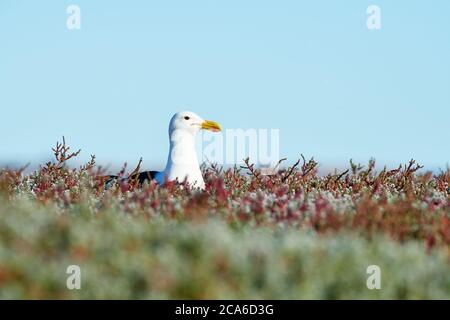 Kelp Gull, Veldddriff, Capo Occidentale Foto Stock