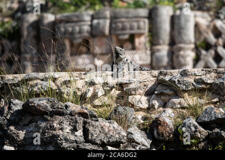 Un Iguana dalla coda nera di Spiny, Ctenosaura similis, sulla cima del Palazzo o El Palacio nelle rovine della città maya di Labna fanno parte del Pre-Hi Foto Stock