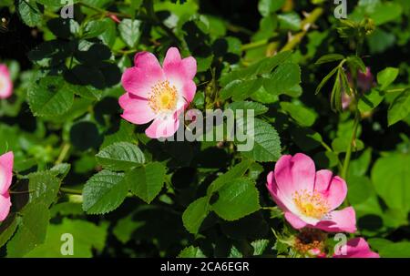 Anemoni rosa e bianco che crescono nel selvaggio illuminato da la luce solare Foto Stock