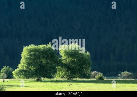 Nord America; Stati Uniti; Montana; Mission Mountains; Inverno; Willows; Alba Foto Stock