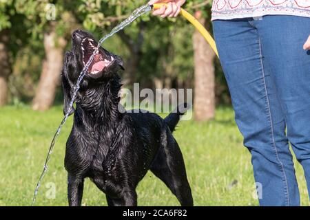 Ritratto di un labrador nero pedigree che cerca di bere acqua da un tubo da giardino Foto Stock