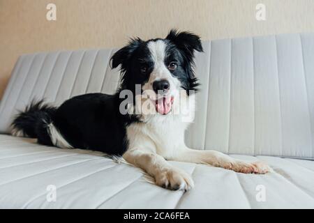 Divertente ritratto di cute sorridente cucciolo cane bordo collie sul divano interno. Nuovo bel membro della famiglia piccolo cane a casa guardare e aspettare. Cura degli animali e concetto di animali Foto Stock