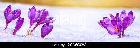 Croci - fiori viola fioriti che fanno la loro strada da sotto la neve in primavera, primo piano con spazio per il testo, banner Foto Stock