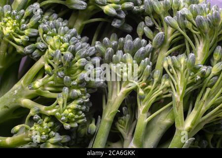 Broccoli - primo piano Foto Stock