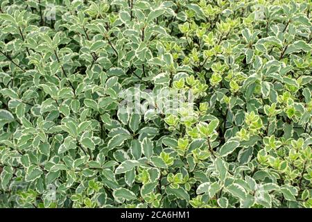 Chiocciatura di siberiano, bianca o rossa. Cultivar di Cornus alba con fogliame variegato. Foto Stock