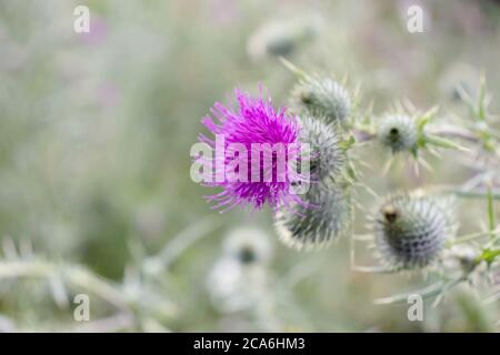 Porpora fiore di thistle e boccioli di ceci. Pianta di fioritura del Cirsium, famiglia di astro, Asteraceae. Foto Stock