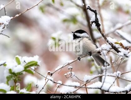 Un chickadee con tetto nero con fiocchi di neve sul suo becco godendosi la neve appena caduta di una tempesta di primavera. Foto Stock