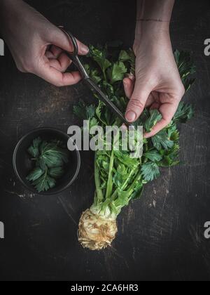 Le mani della donna tagliano foglie verdi di sedano sulla radice di sedano. Sfondo scuro. Scatto in testa. Foto Stock