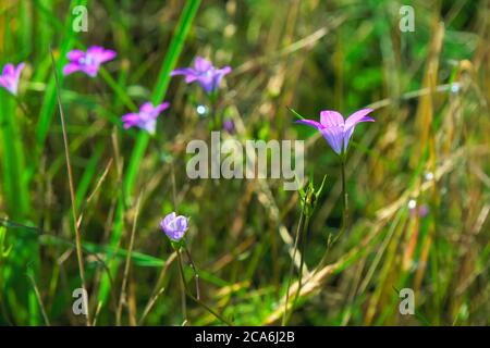 Isolati fiori violacei selvatici noti come preading bellflower, illuminati dalla luce del sole del pomeriggio, nome scientifico Campanula patula Foto Stock