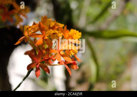 Mini Orchidea arancione nel giardino Foto Stock