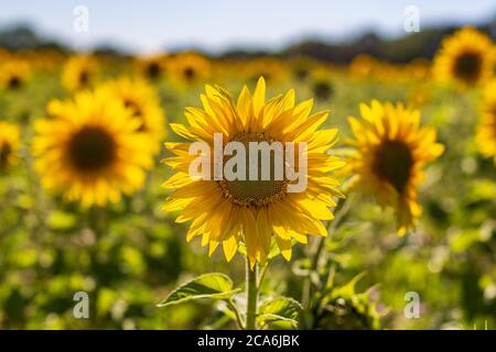 Un campo di girasoli in estate sole Foto Stock