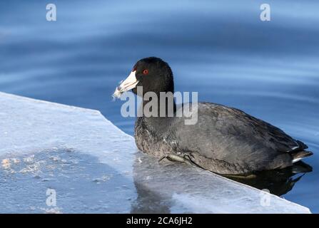 Un American Coot sembra felice con uno spuntino di thistle trovato sul bordo ghiacciato di un lago in inverno. Foto Stock