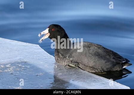 Un American Coot mangiando il suo spuntino di Thistle mentre si appende sul bordo di un lago ghiacciato. Foto Stock