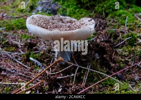 Funghi selvatici conosciuto come Busher che cresce nel boden secco della foresta. Nome scientifico Amanita rubescens Foto Stock