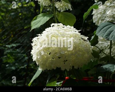 Hydrangea arborescens incredibile o forte Annabelle bianco un corymb. Idrangea arborescens, idrangea liscia, idrangea selvatica, o sevenbark Foto Stock