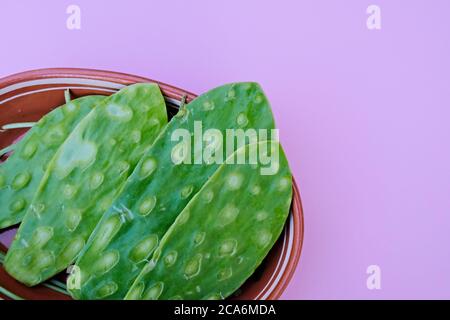 Fresco Nopal (messicano commestibile Cactus), tamponi puliti senza spine tradizionale piastra di argilla, isolato su uno sfondo rosa Foto Stock