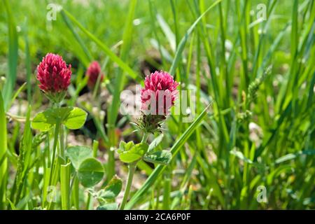 Fiore rosso conosciuto come trifoglio di cremisi, che cresce tra l'erba in un caldo giorno di primavera, nome scientifico Trifolium incarnatum Foto Stock