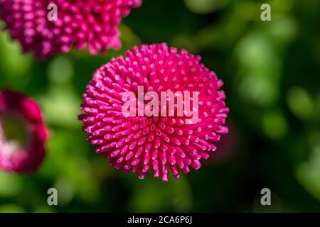 Una vista ad alto angolo di un fiore rosa bellis Foto Stock