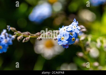 Fiori delicati dimentichi-me-non nel sole di primavera Foto Stock