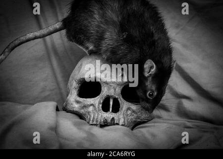 Il ratto animale domestico che gioca vicino al vecchio cranio umano decaduto come concetto di peste Foto Stock