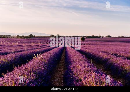 Bellissimo campo di lavanda fiorente durante il tramonto a Brihuega, provincia di Guadalajara, Spagna. Paesaggio senza persone. Foto Stock