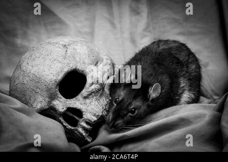 Il ratto animale domestico che gioca vicino al vecchio cranio umano decaduto come concetto di peste Foto Stock